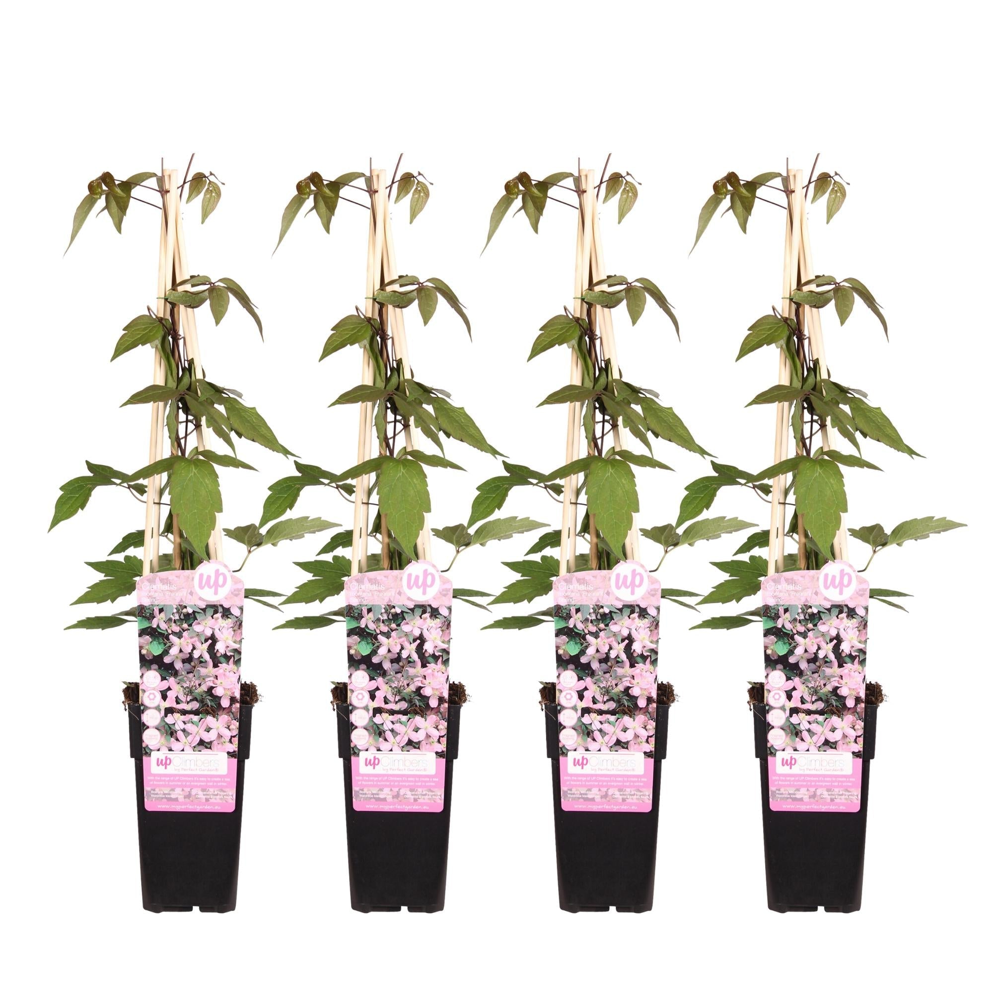 Clematis Montana 'Fragrant Spring' – Ø15cm – ↕65cm – Duftende Waldrebe – Schnellwachsende Kletterpflanze mit kleinen rosa Blüten – Plant