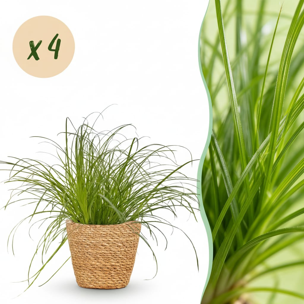 Cyperus Alternifolius Zumula Katzenpflanze – Zimmerpflanze im Korb Ø12cm Höhe20cm – Haustierfreundliche Grünpflanze – Pflegeleicht