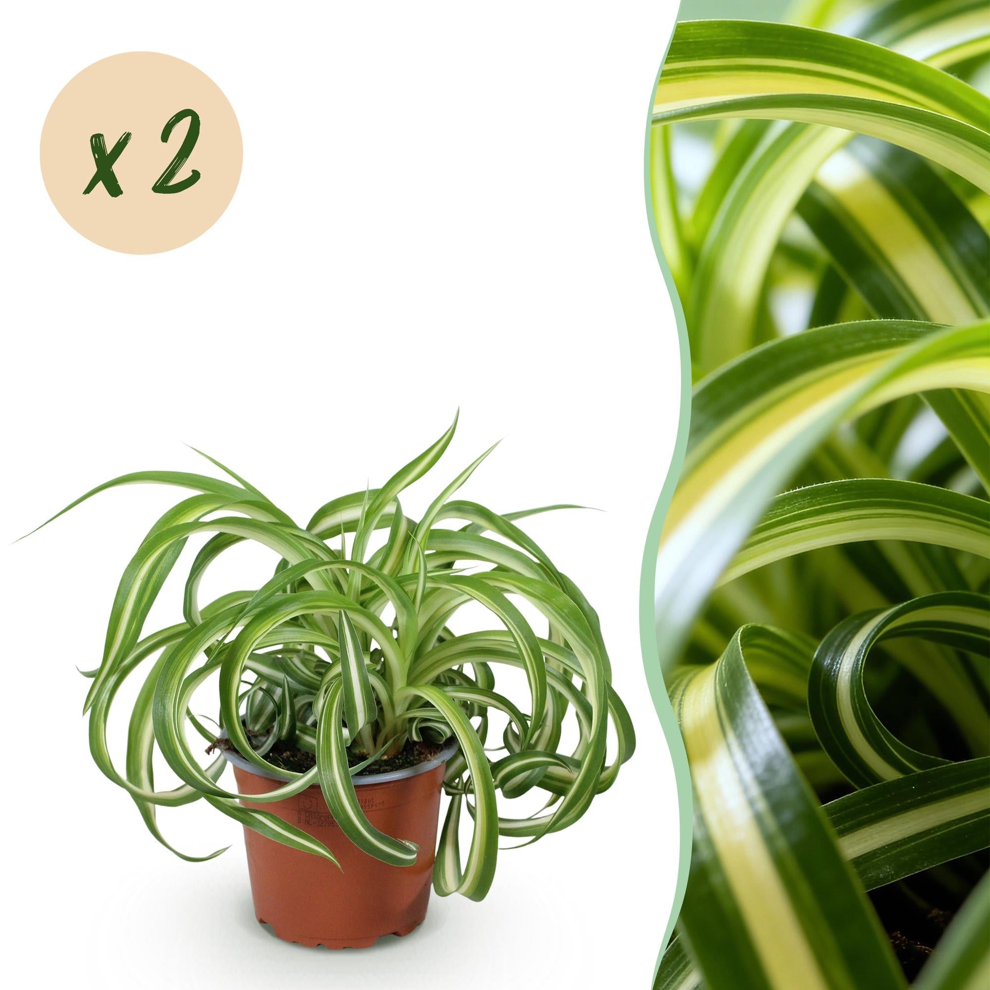 Chlorophytum comosum Bonnie – Ø12cm Höhe 20-25cm – Grünlilie mit grün – weißen gedrehten Blättern – Haustierfreundliche Zimmerpflanze