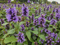 Asiatische Duftnessel – Agastache 'Blue Fortune' – ↕10-25cm – Ø9cm – Lavendelblaue Blüten – Schmetterlings – & bienenfreundlich – Plant