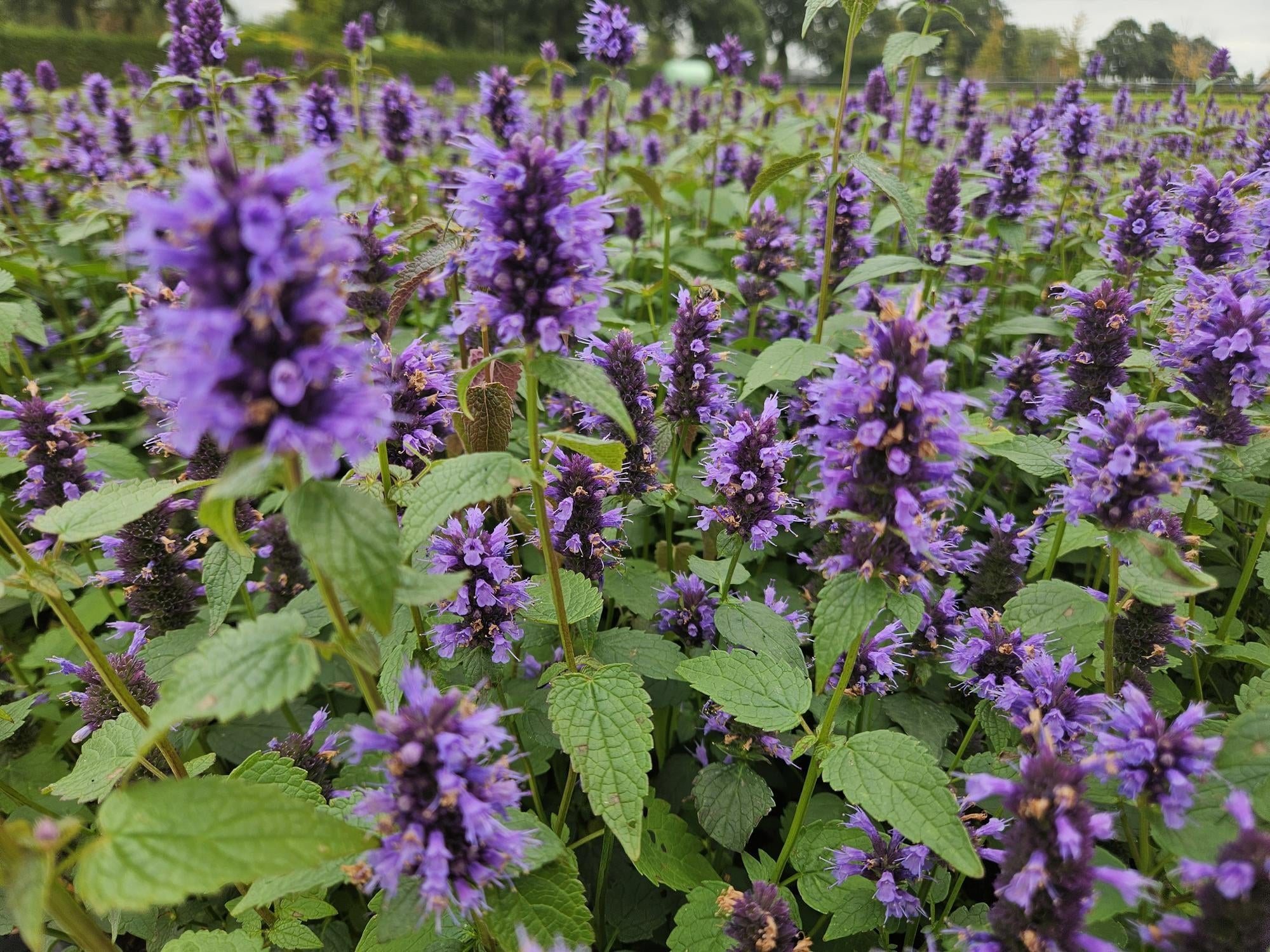 Asiatische Duftnessel – Agastache 'Blue Fortune' – ↕10-25cm – Ø9cm – Lavendelblaue Blüten – Schmetterlings – & bienenfreundlich – Plant