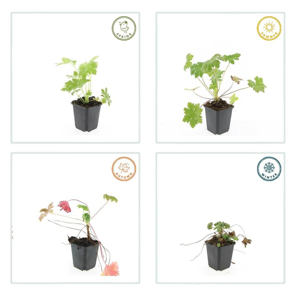 Balkan – Storchschnabel Geranium macr. 'Ingwersen's Var.' – ↕10-25cm – Ø9cm – mit zartrosafarbenen Blüten – Plant