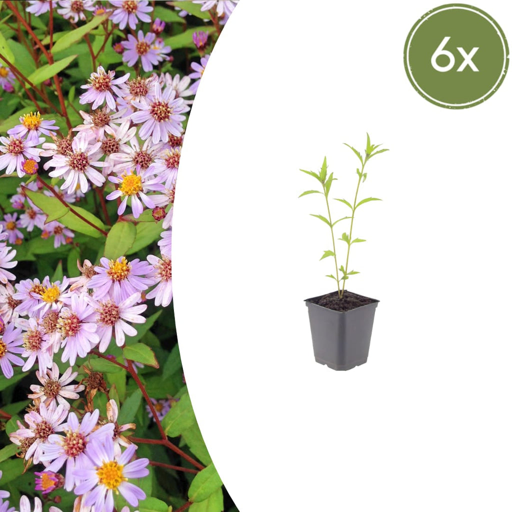 Kalimeris incisa Blue Star – Ø9cm – Höhe 10-25cm – Winterharte Staude – Hellblaue Blüten