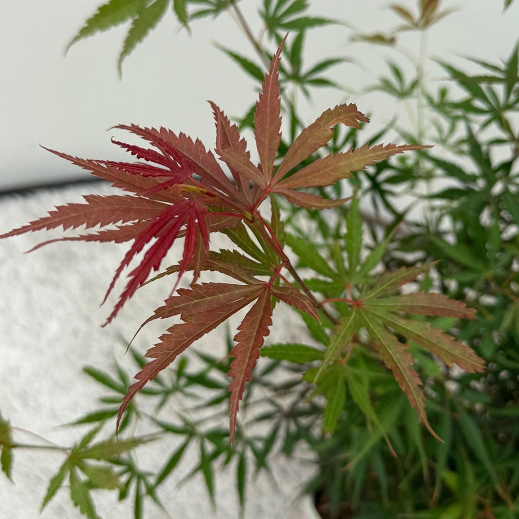 Japanischer Ahorn Acer palmatum 'Jerre Schwartz' – Dunkelrot – Balkon – & Gartenpflanze – Ø19cm – Ca. 70cm hoch – Plant