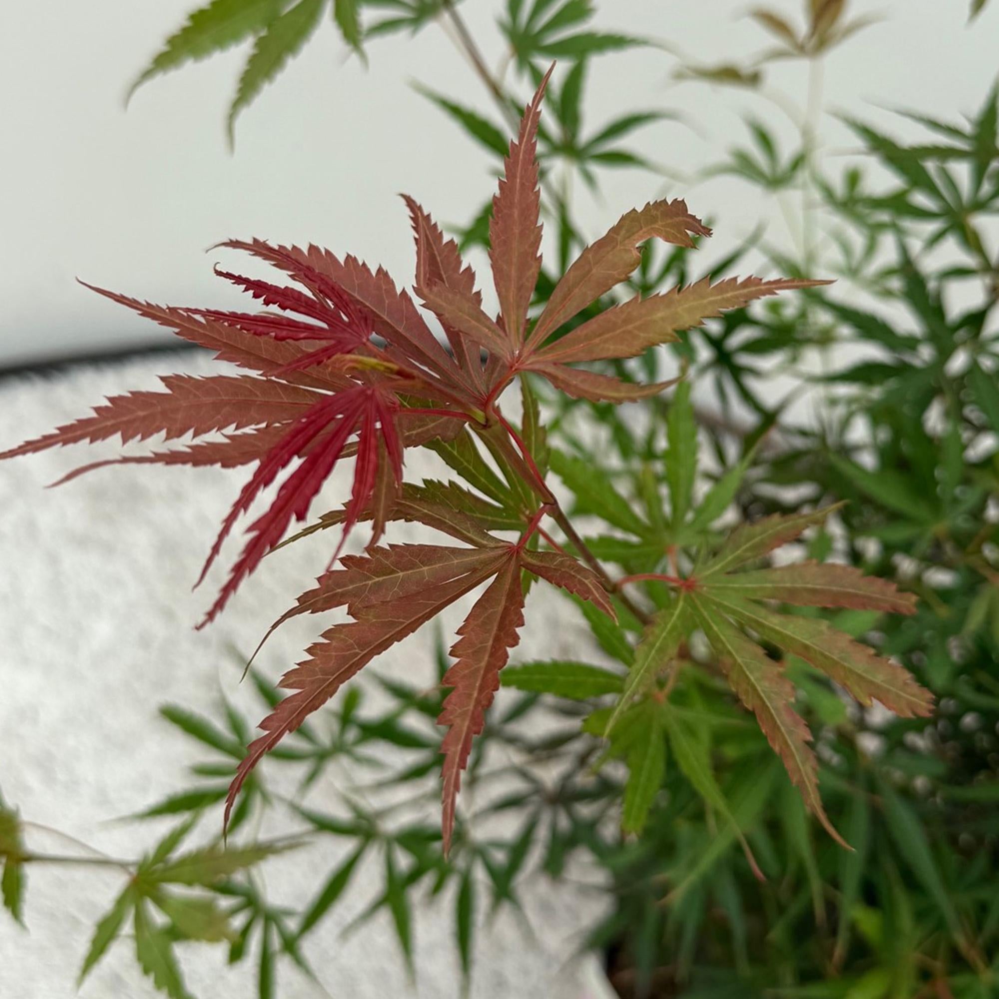 Japanischer Ahorn Acer palmatum 'Jerre Schwartz' – Dunkelrot – Balkon – & Gartenpflanze – Ø19cm – Ca. 70cm hoch – Plant