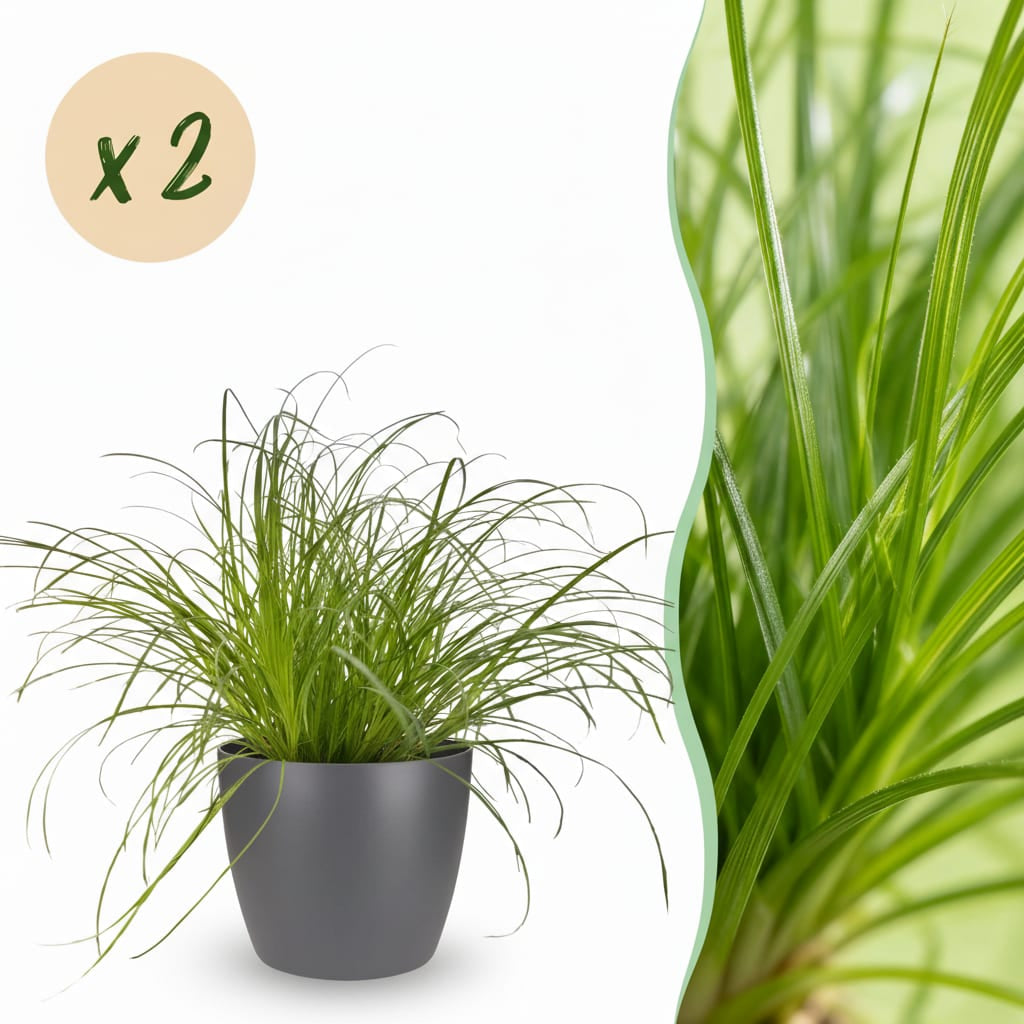 Cyperus Alternifolius Zumula Katzengras – Zimmerpflanze im grauen Topf Ø12cm Höhe20cm – Haustierfreundliche Grünpflanze – Pflegeleicht
