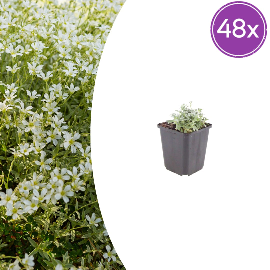 Filziges Hornkraut Cerastium tomentosum – 10-25cm – Ø9cm – Winterharte Bodendecker Staude mit weißen Blüten
