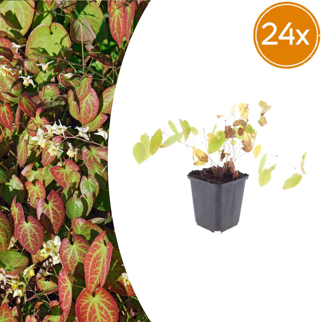 Elfenblume Epimedium × youngianum ‘Niveum’ – 10-25cm – Ø9cm – Weiße Schattenstaude – Winterharter Bodendecker für Garten & Gehölzrand