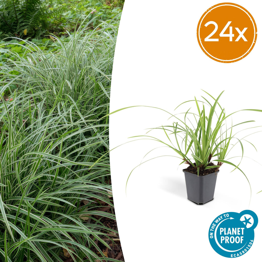 Weißrandige Segge Carex morrowii 'Ice Dance' – ↕10-25cm – Ø9cm – für Sonne & Schatten – Pflegeleicht – Plant