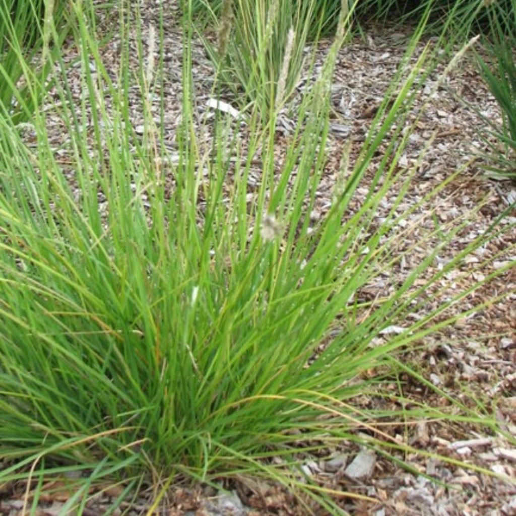 Sesleria autumnalis – Ø9cm – Höhe 10-25cm – Winterhartes Ziergras – Goldbraune Herbstfärbung
