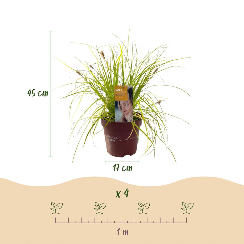 Japansegge Carex oshimensis Everillo – Ø17cm – Immergrün – Pflegeleicht – Leuchtend gelbe Blätter – Ziergras Höhe ca. 50cm – Plant