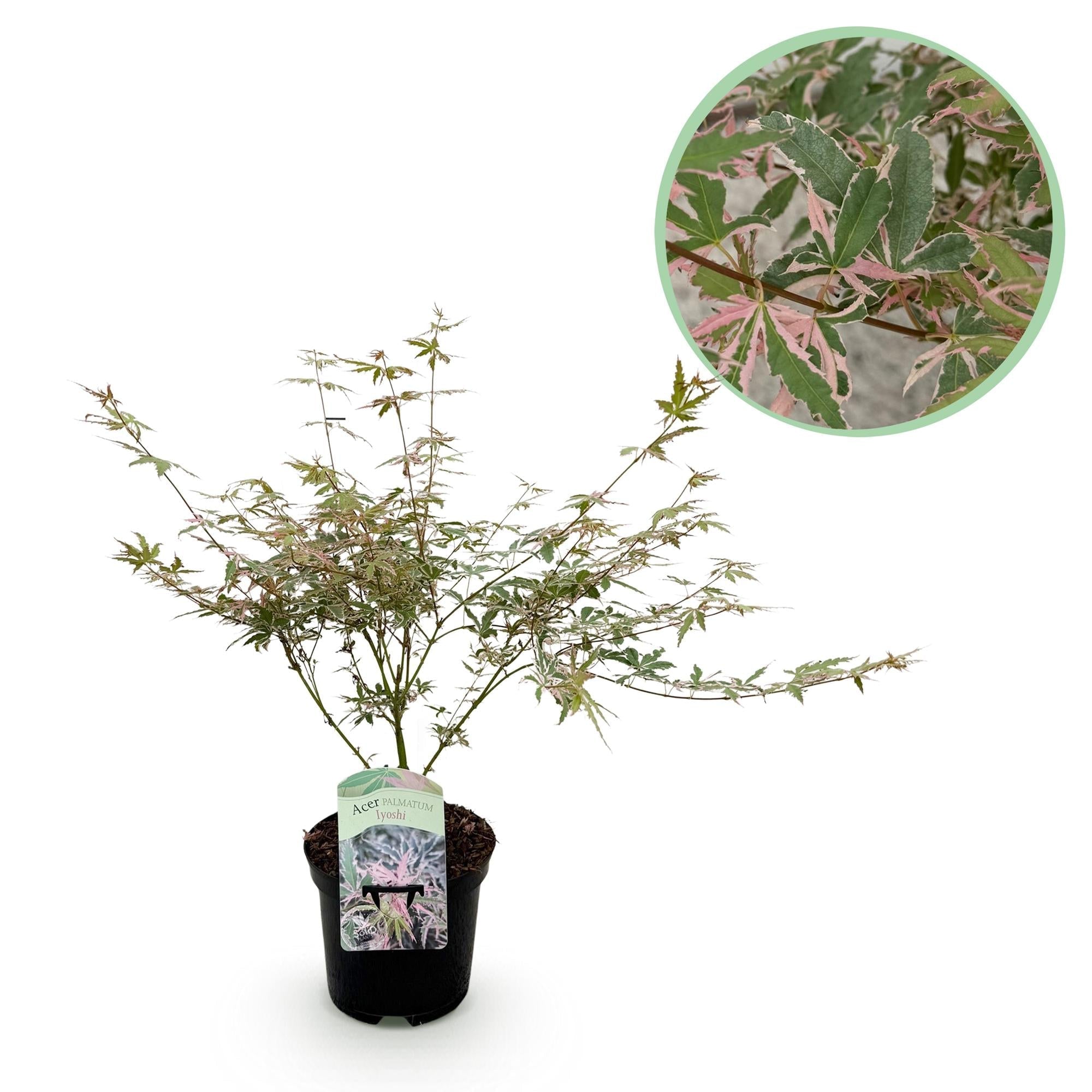 Japanischer Ahorn Acer palmatum Iyoshi – Rosa Balkonpflanze – Ø19cm – Höhe ca. 70cm – Fein geschnittener Zierahorn für Beet & Balkon – Plant