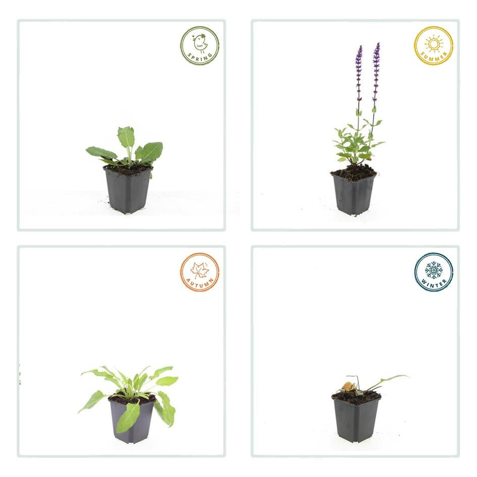 Blüten – Salbei Salvia nem. 'Mainacht' – ↕10-25cm – Ø9cm – Bienenfreundlich – Blau blühend – Sonniger Standort – Pflegeleicht – Plant