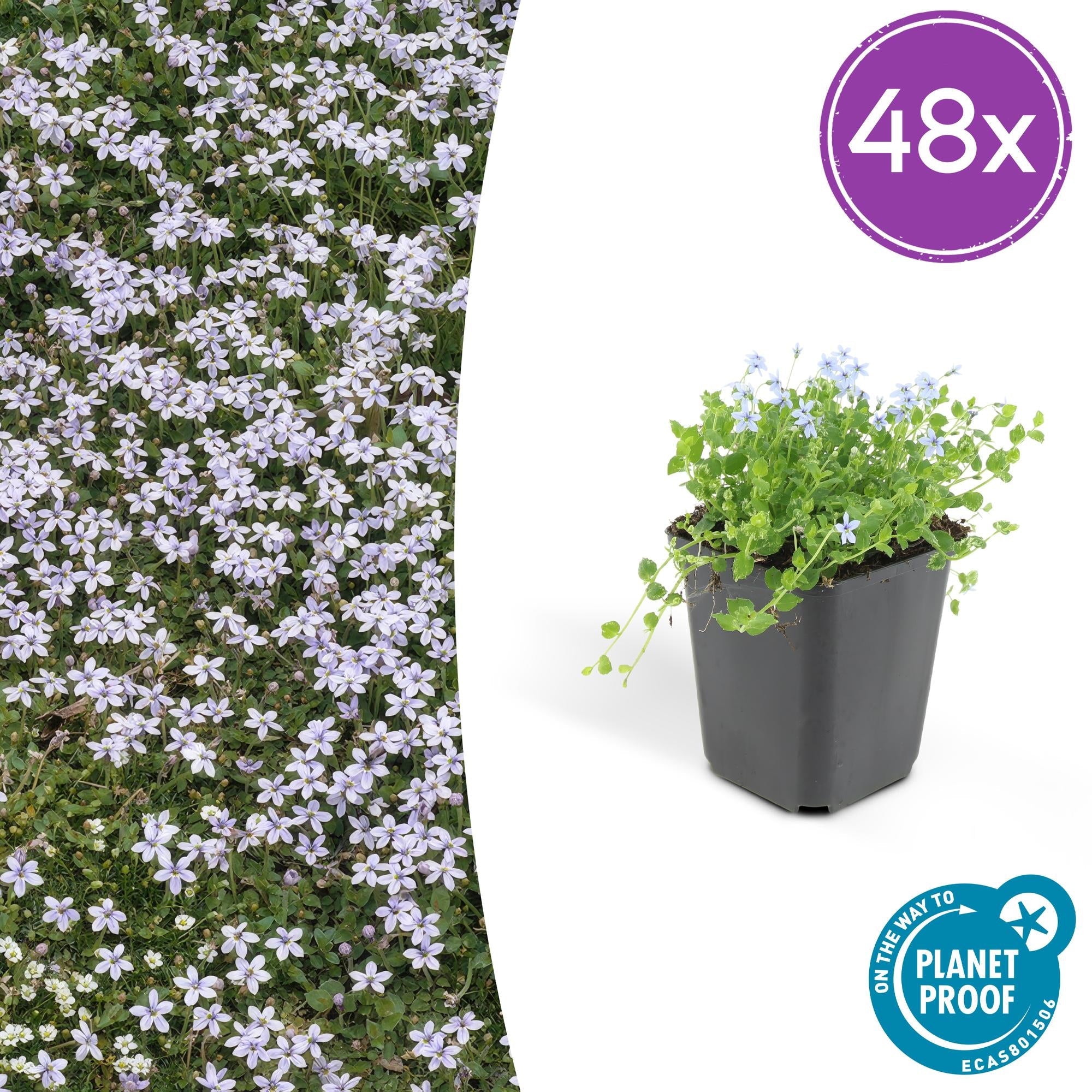 Blauer Bubikopf Isotoma fluviatilis – ↕10-25cm – Ø9cm – mit blauen Sternblüten – Plant