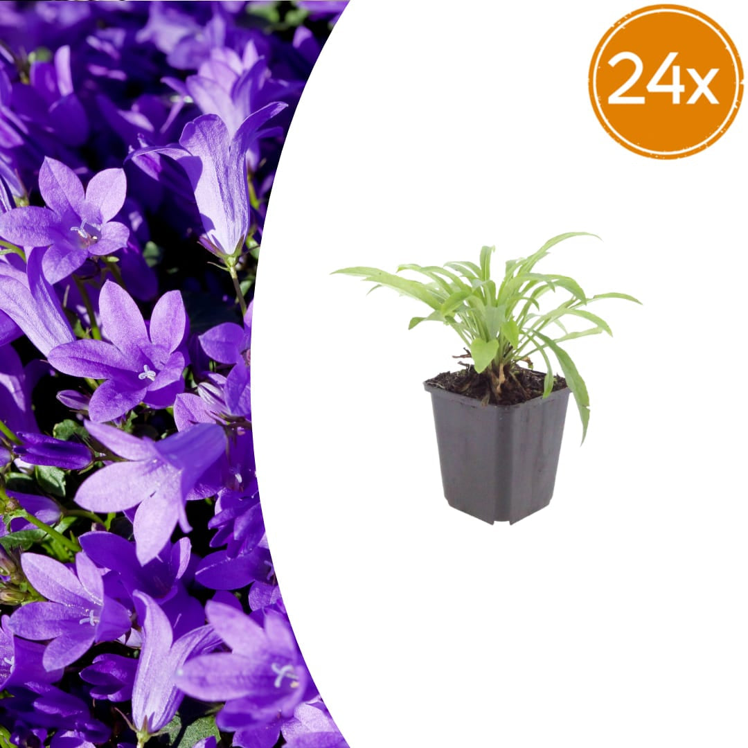 Pfirsichblättrige Glockenblume Campanula persicifolia ‘Coerulea’ – 10-25cm – Ø9cm – Blaue Staude für Sonne & Halbschatten