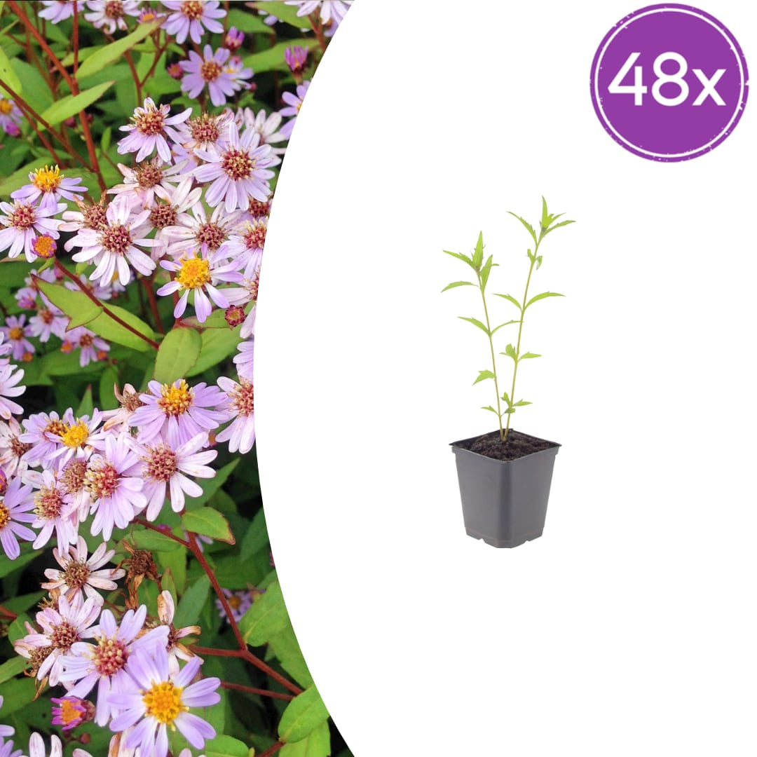 Kalimeris incisa Blue Star – Ø9cm – Höhe 10-25cm – Winterharte Staude – Hellblaue Blüten