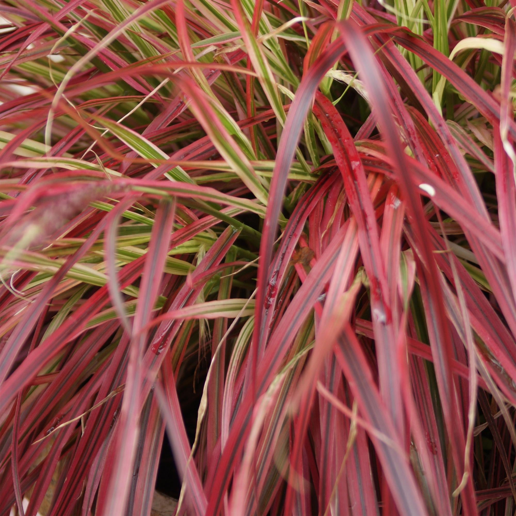 Mahagonigras – Uncinia rubra 'Everflame' – Rotes Ziergras – Immergrün – Pflegeleicht – Für Beete & Töpfe – Ø17cm – Höhe ca. 50cm – Plant