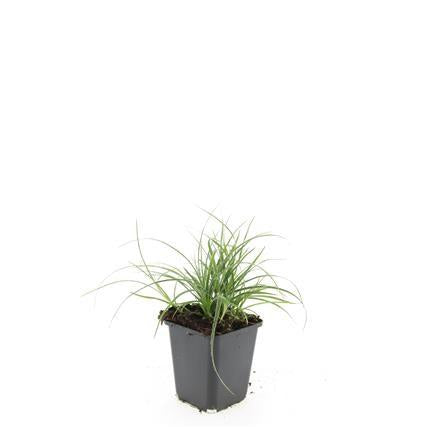 Schneeweiße Hainsimse Luzula nivea – ↕10-25cm – Ø9cm – Schattige Beete & Steingarten – Plant