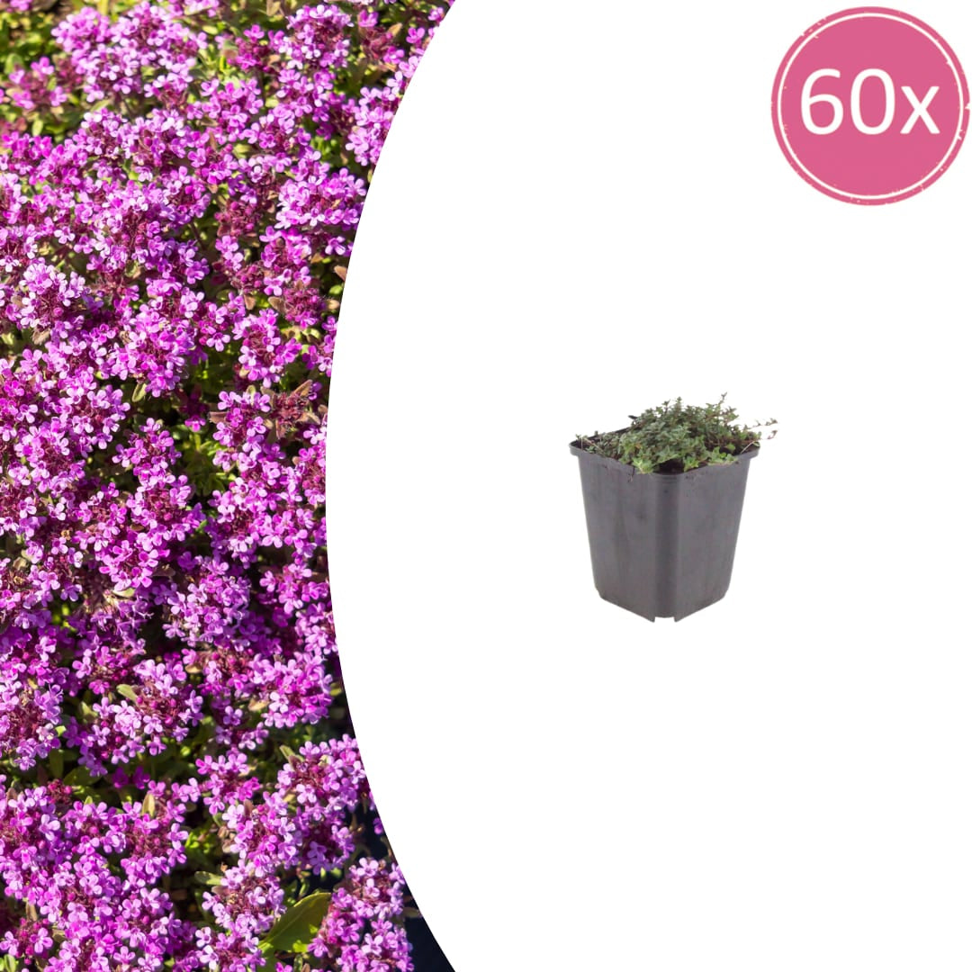 Thymian Thymus praecox Coccineus Bodendecker – Ø9cm – Höhe 10-25cm – Rosa Rot blühender Polsterthymian – Winterhart – Für Steingarten & Beet