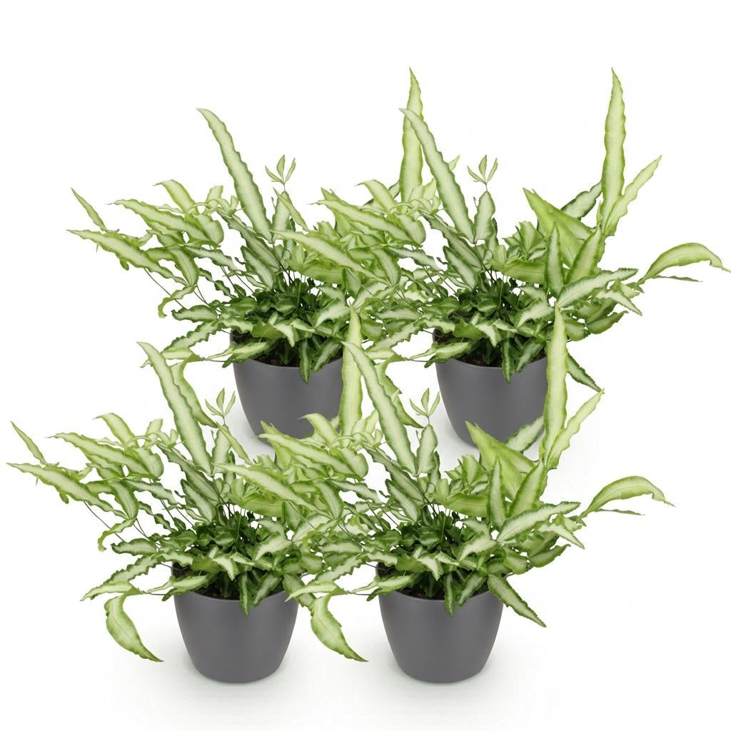 Pteris Cretica Albolineata Schwertfarn Zimmerpflanze mit grauem Topf Ø12cm Höhe 20cm Haustierfreundliche Grünpflanze pflegeleicht für Zimmer & Büro