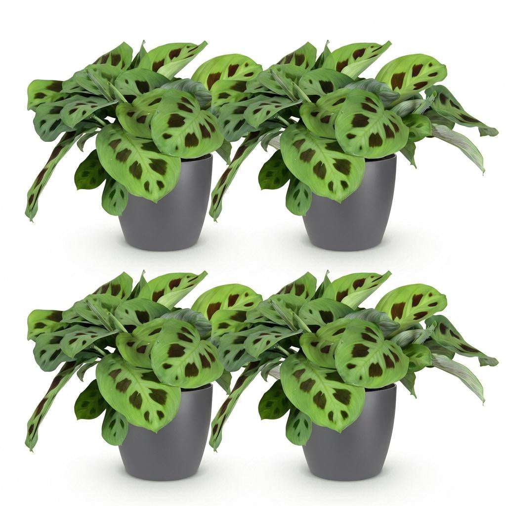 Maranta Fascinator Kerchoveana Zebrapflanze – Zimmerpflanze im grauen Topf Ø12cm Höhe25cm – Haustierfreundliche Grünpflanze – Pflegeleicht
