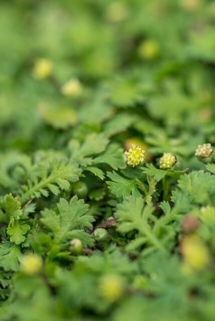 Fiederpolster Leptinella squalida – ↕10-25cm – Ø9cm –, Farnartige Blätter, Schattentauglich, Pflegeleicht – Plant