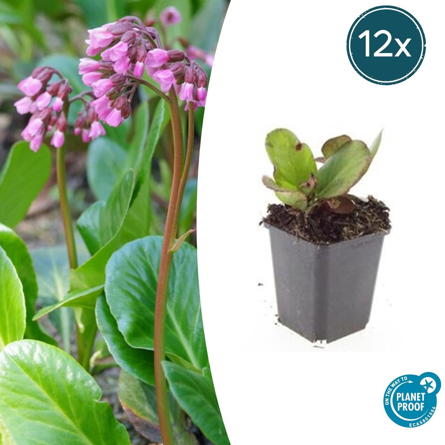 Bergenie – Bergenia cordifolia 'Herbstblüte' – ↕10-25cm – Ø9cm – immergrün & winterhart – Plant