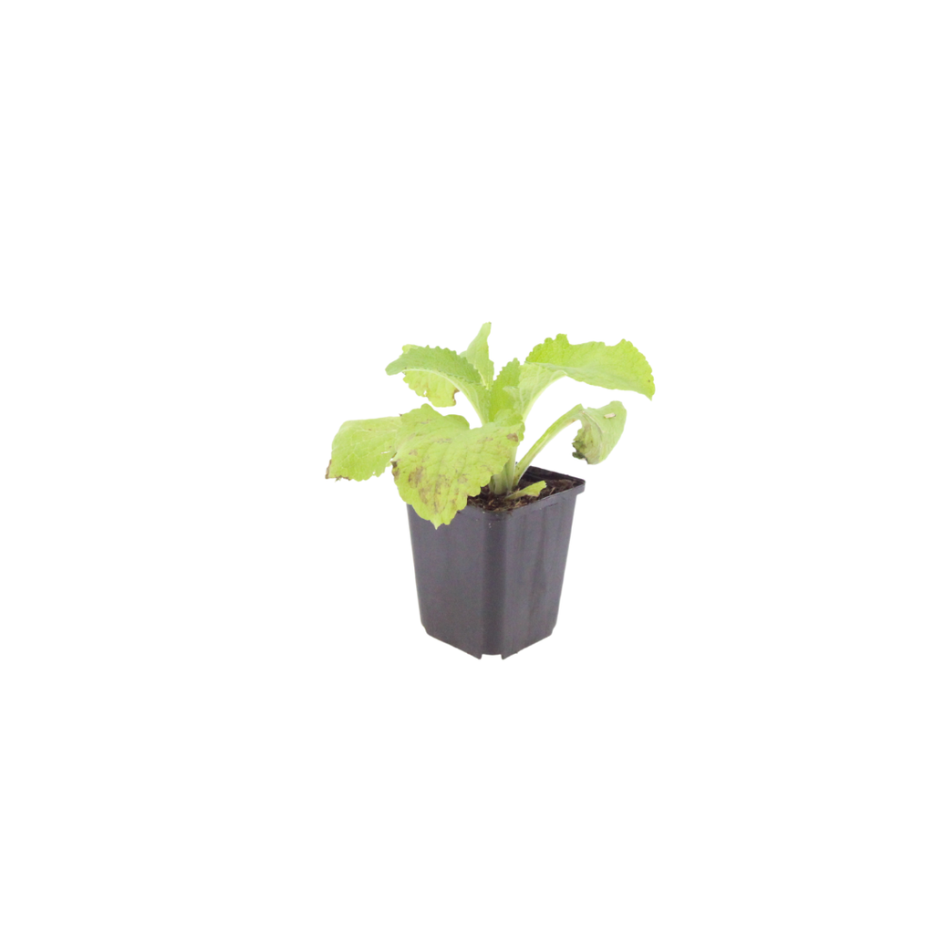 Roter Fingerhut Digitalis purpurea – 10-25cm – Ø9cm – Hohe Blütenstaude für Garten & Cottage – Beet – Bienenfreundliche Sommerblume