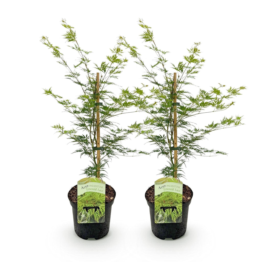 Japanischer Ahorn – Acer palmatum 'Emerald Lace' – Balkonpflanze – ca. 70cm hoch – Topf Ø19cm – feingeschnittenes grünes Laub, herbstliche Gold – Plant