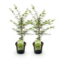 Japanischer Ahorn – Acer palmatum 'Emerald Lace' – Balkonpflanze – ca. 70cm hoch – Topf Ø19cm – feingeschnittenes grünes Laub, herbstliche Gold – Plant