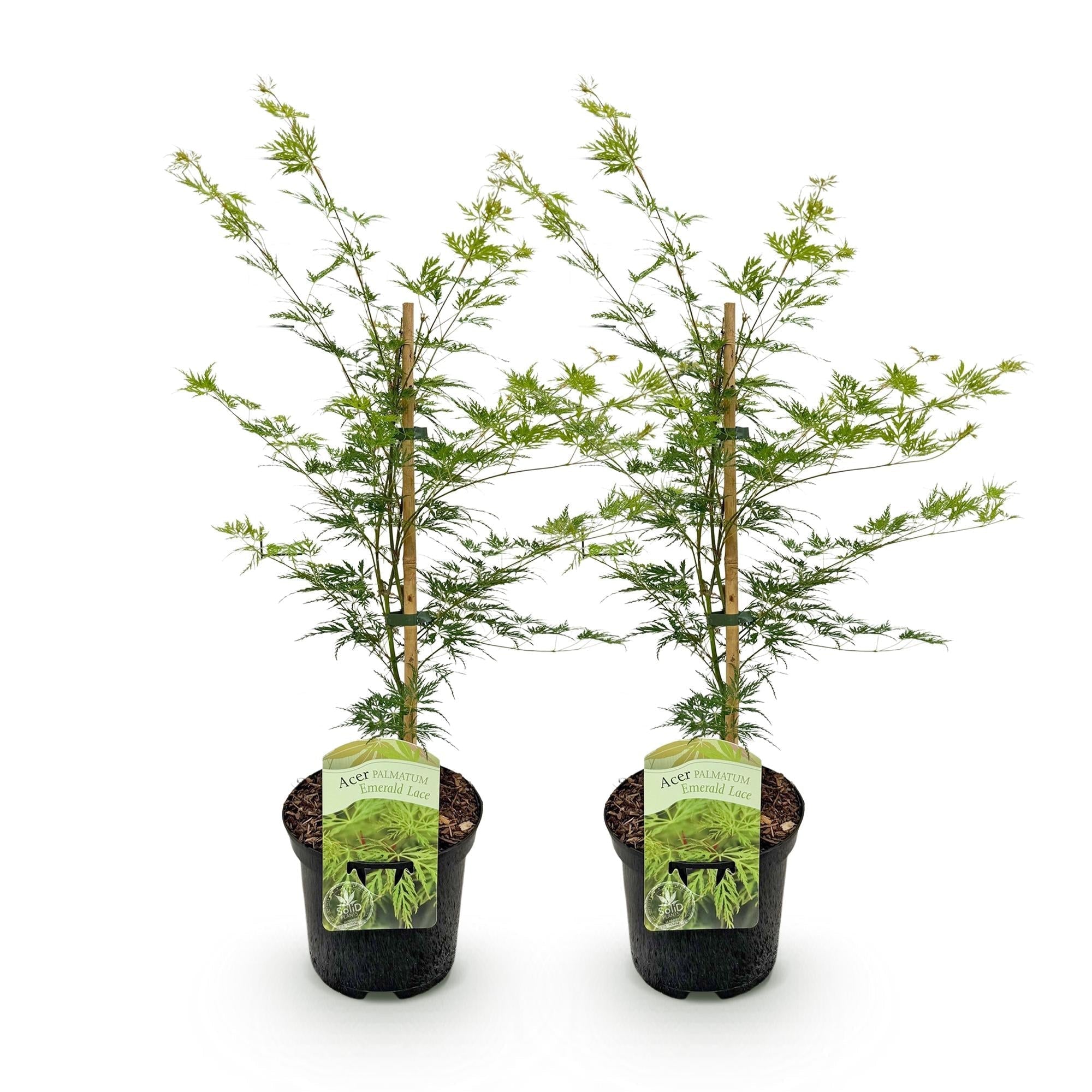 Japanischer Ahorn – Acer palmatum 'Emerald Lace' – Balkonpflanze – ca. 70cm hoch – Topf Ø19cm – feingeschnittenes grünes Laub, herbstliche Gold – Plant
