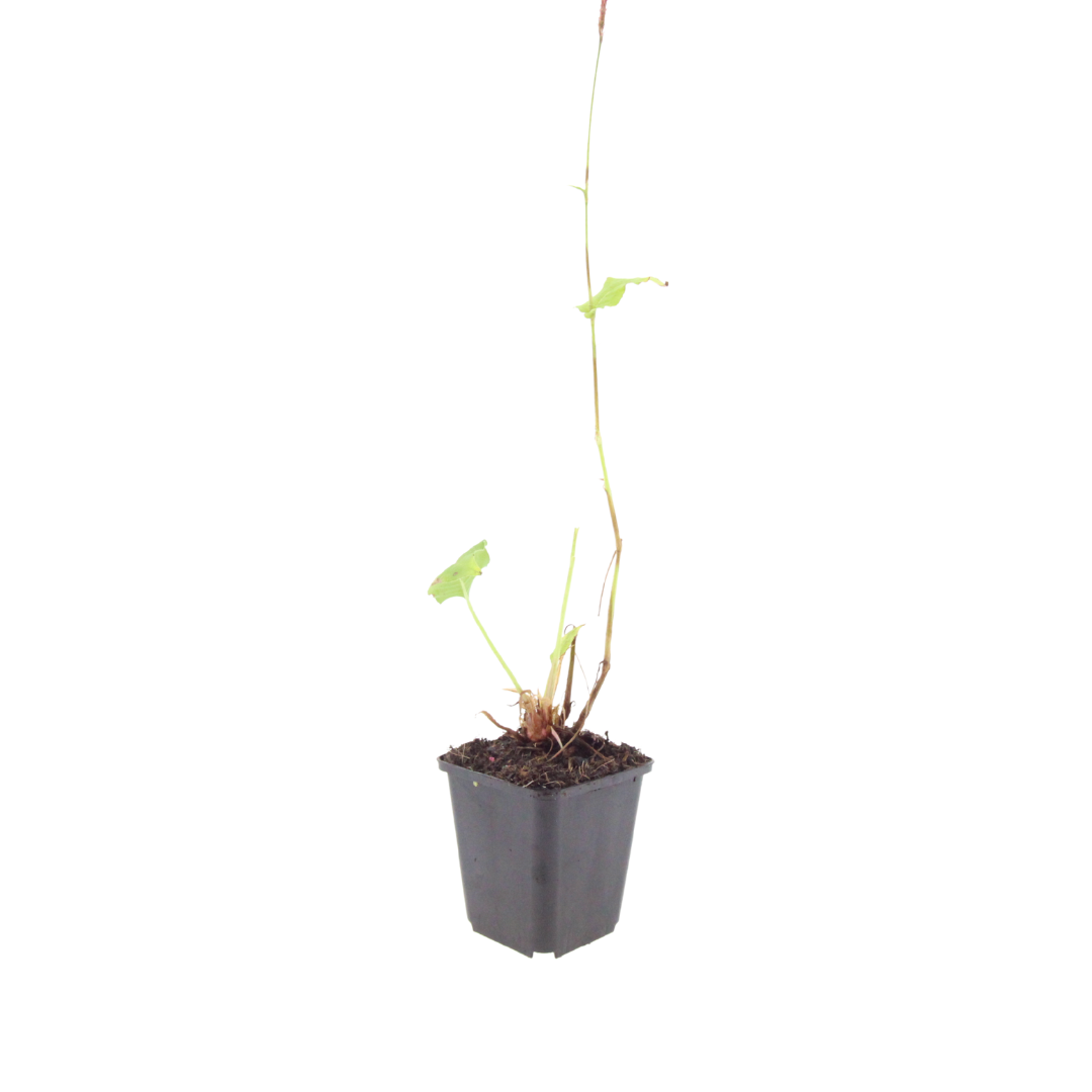 Persicaria affinis Superba – Ø9cm – Höhe 10-25cm – Winterharte Staude – Dunkelrote Blütenähren – Bienenfreundlich für Beet & Präriegarten