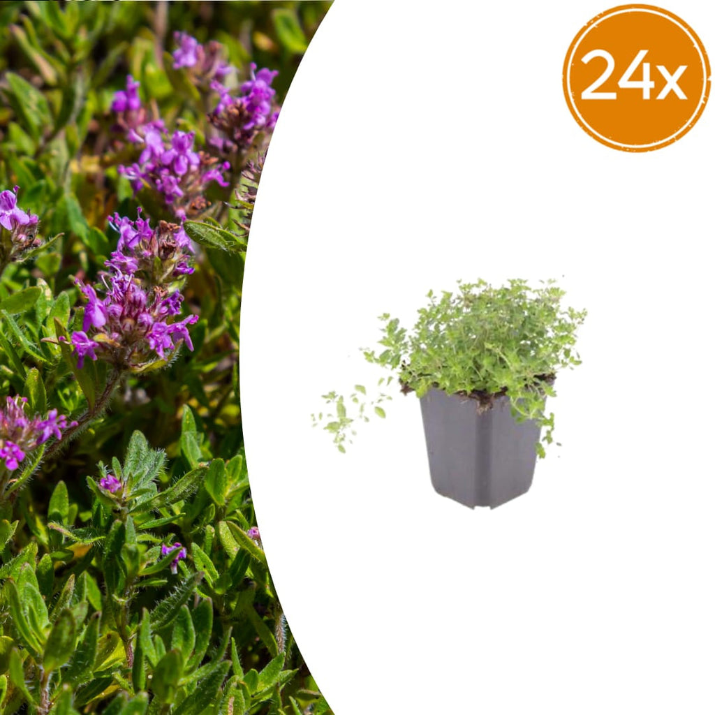 Thymus serpyllum Pflanzenset – Ø9cm – Duftender Bodendecker für sonnige Standorte – Plant