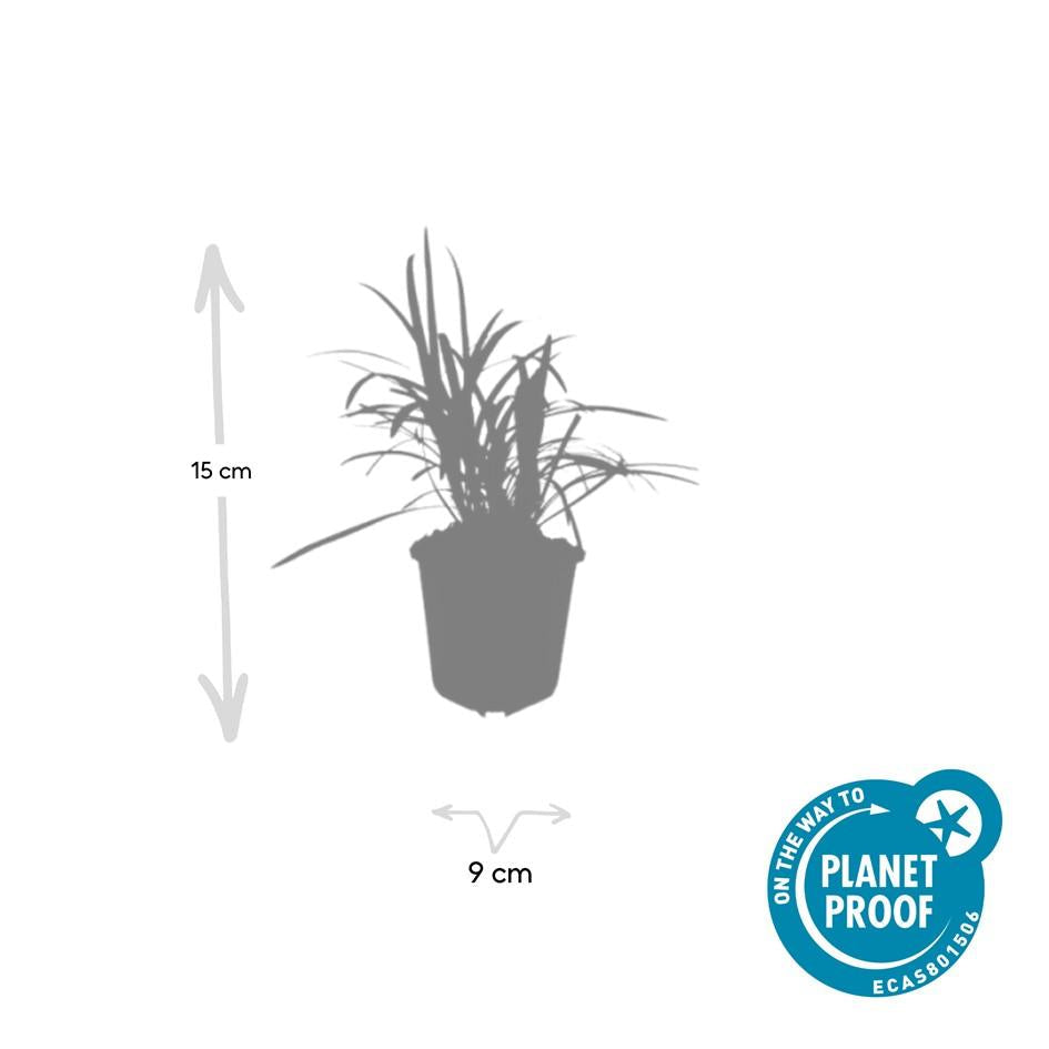 Glöckchentraube Liriope muscari 'Monroe White' – ↕10-25cm – Ø9cm – Immergrün & winterhart – Bodendecker & Beetpflanze – Plant