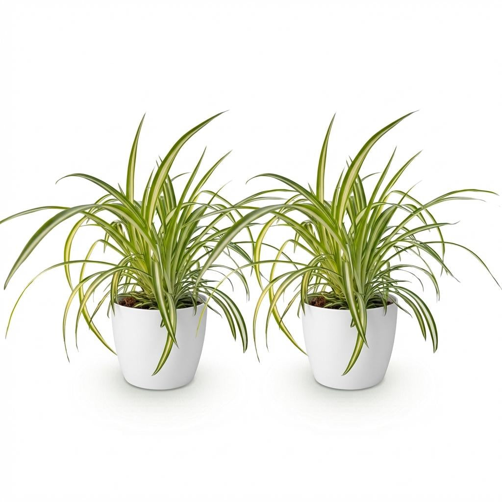 Chlorophytum comosum Variegatum Pflanze Mit Weißem Topf Ø12cm Höhe ca.20cm Bunte Graslilie Haustierfreundlich Luftreinigend Für Zimmer Büro &
