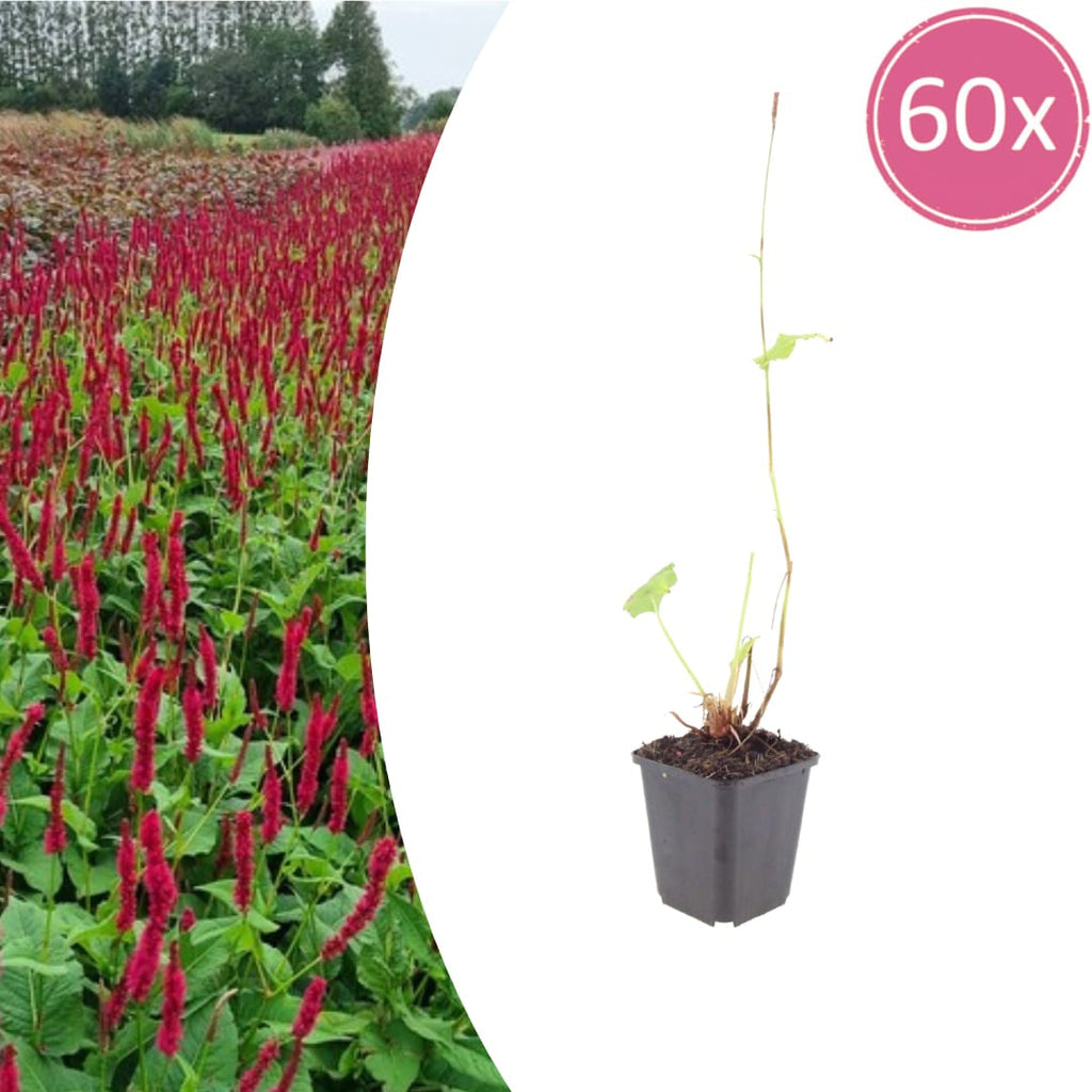 Persicaria amplexicaulis Blackfield – Ø9cm – Höhe 10-25cm – Winterharte Staude – Dunkelrote Blütenähren