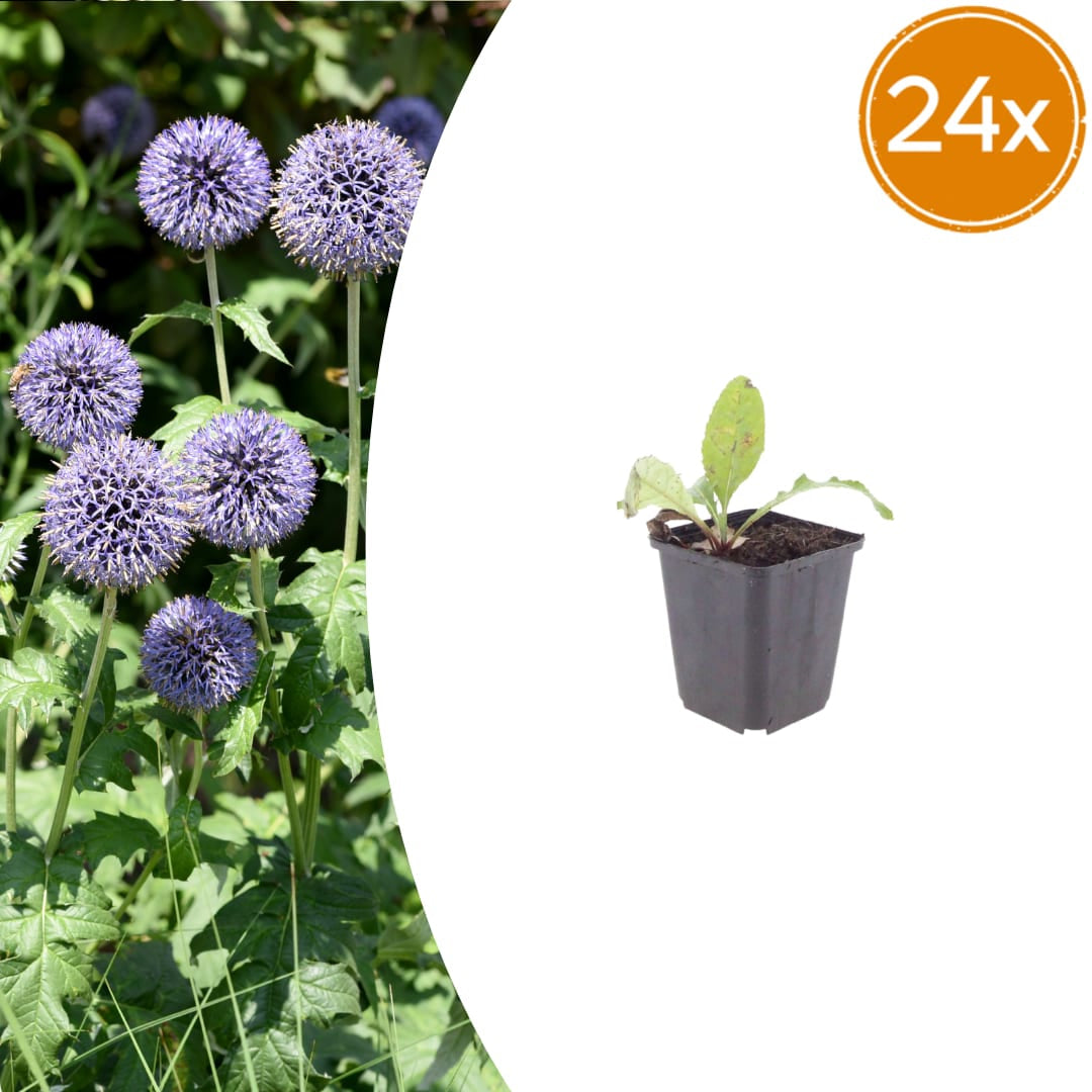 Kugeldistel Echinops ritro – 10-25cm – Ø9cm – Winterharte Staude mit blauen Blütenkugeln
