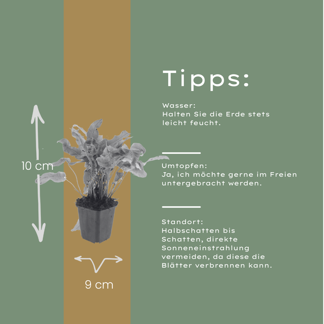 Hirschzungenfarn Asplenium scolopendrium – Immergrüner Farn für Schatten & Halbschatten – Strukturpflanze für Garten & Beet – 10-25cm – Ø9cm – Winterhart