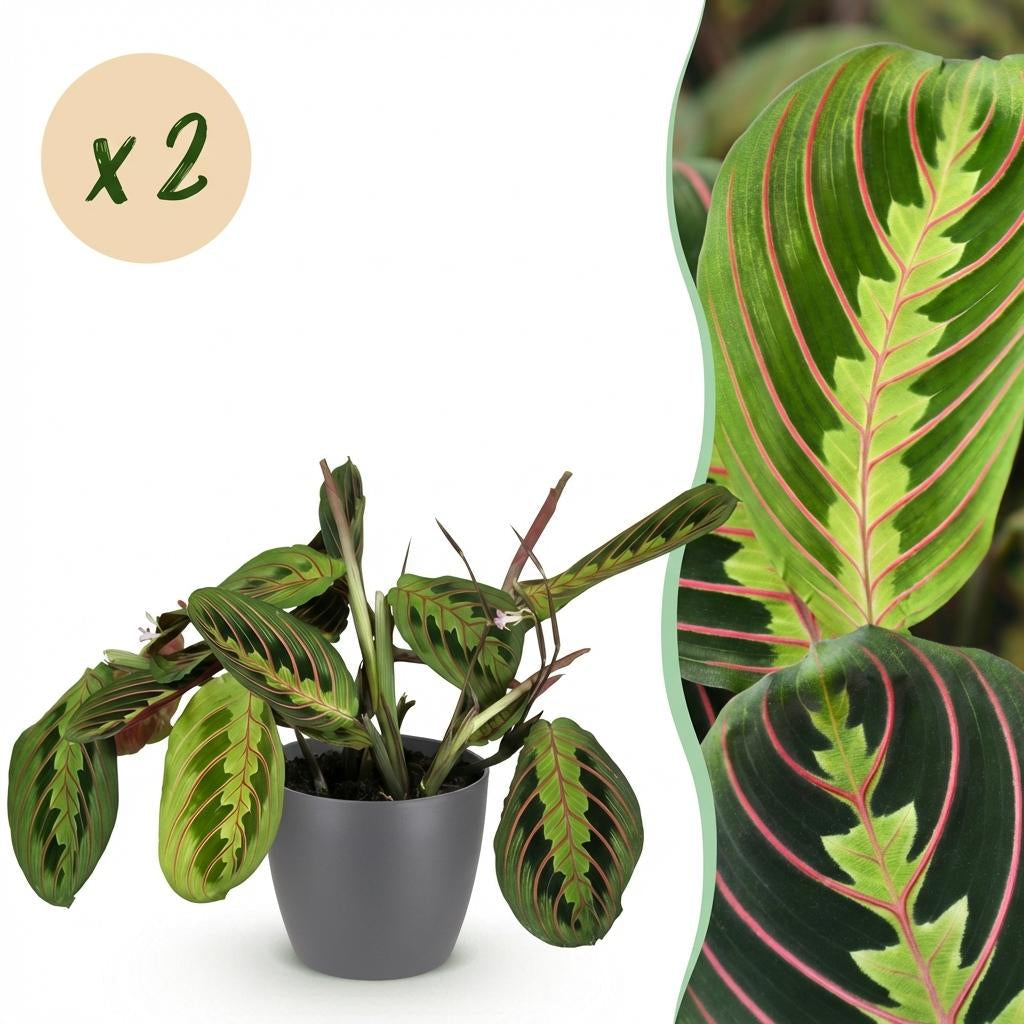 Maranta Fascinator Tricolour Gebetsblatt Pflanze mit grauem Topf Ø12cm Höhe 25cm Haustierfreundliche pflegeleichte Grünpflanze für Zimmer & Büro