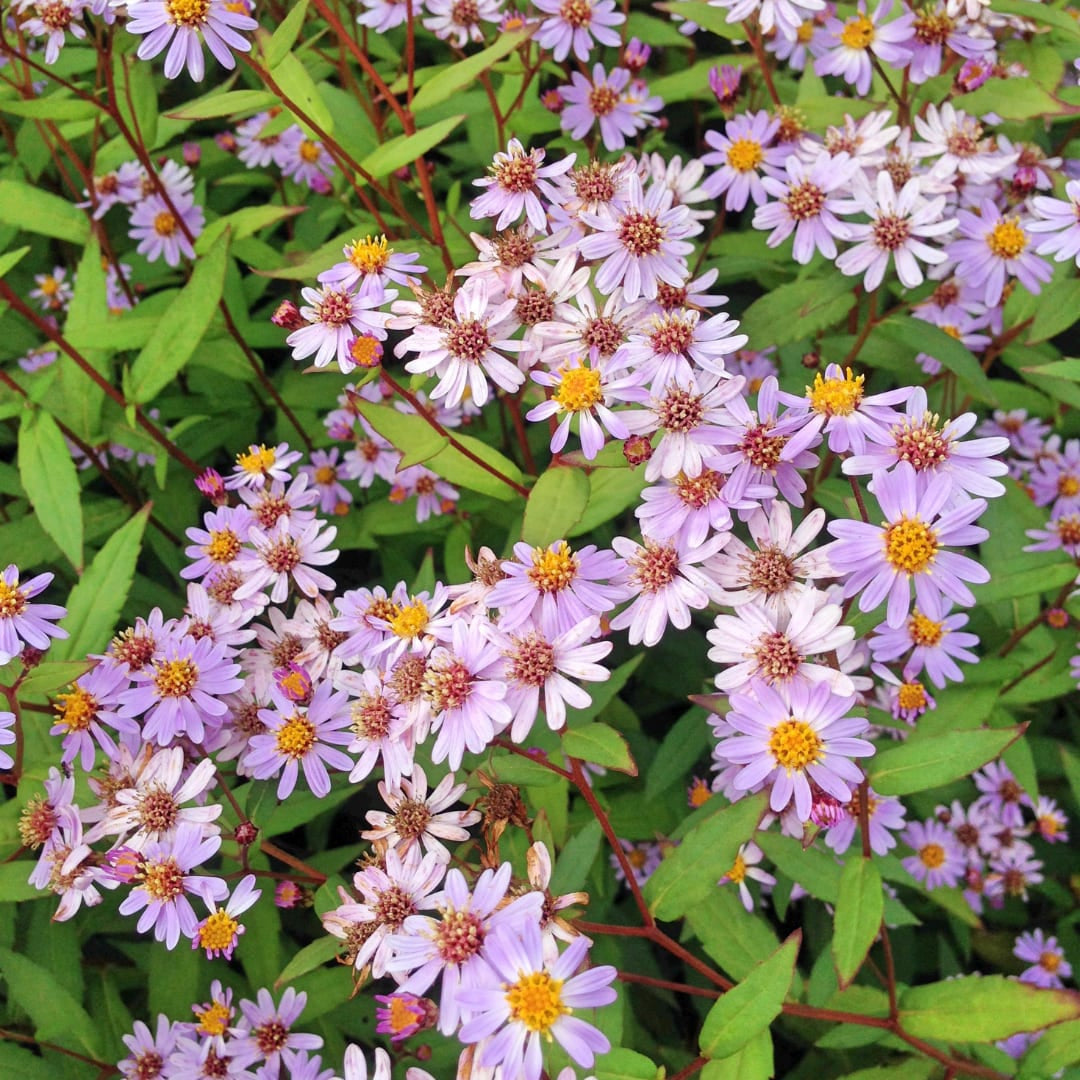 Kalimeris incisa Blue Star – Ø9cm – Höhe 10-25cm – Winterharte Staude – Hellblaue Blüten