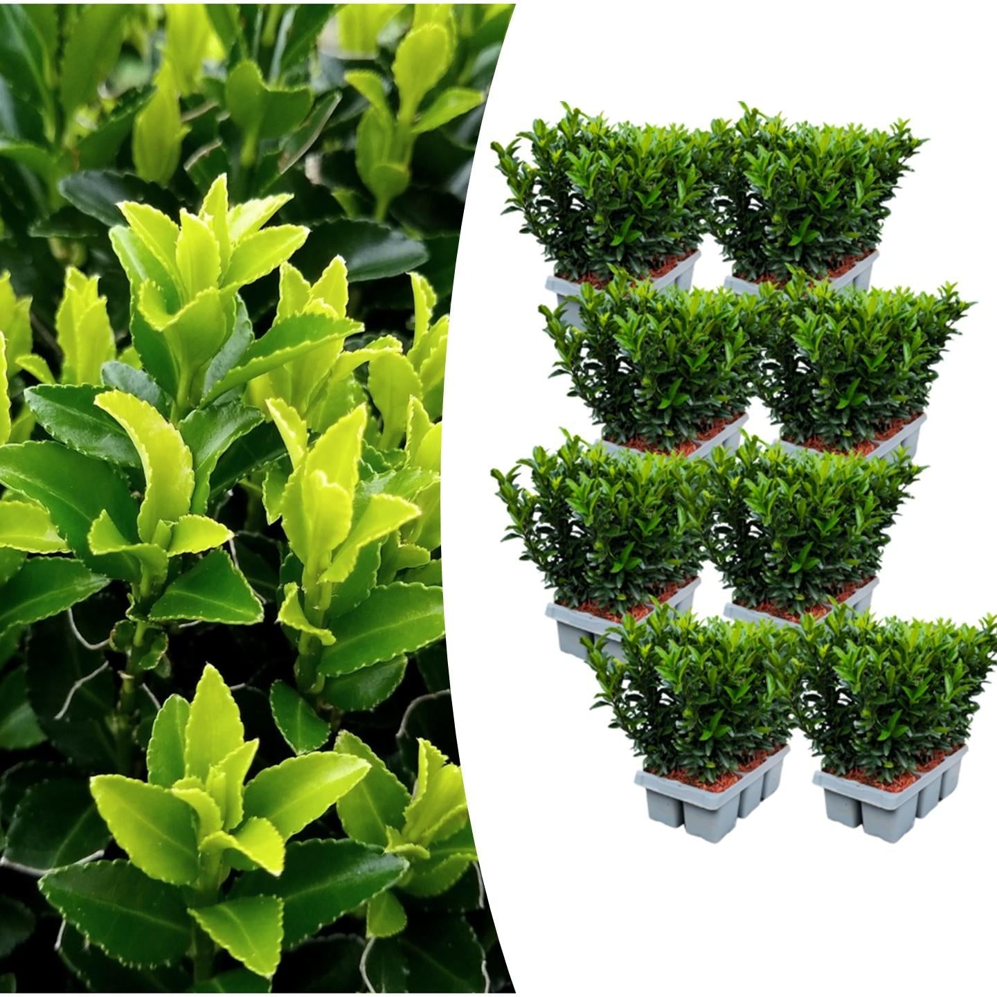 Japanischer Spindelstrauch Euonymus 'Green Spire' – Ø7cm – ↕15cm – Aufrechter, winterharter Zierstrauch für Garten, Terrasse & Hecke – Plant