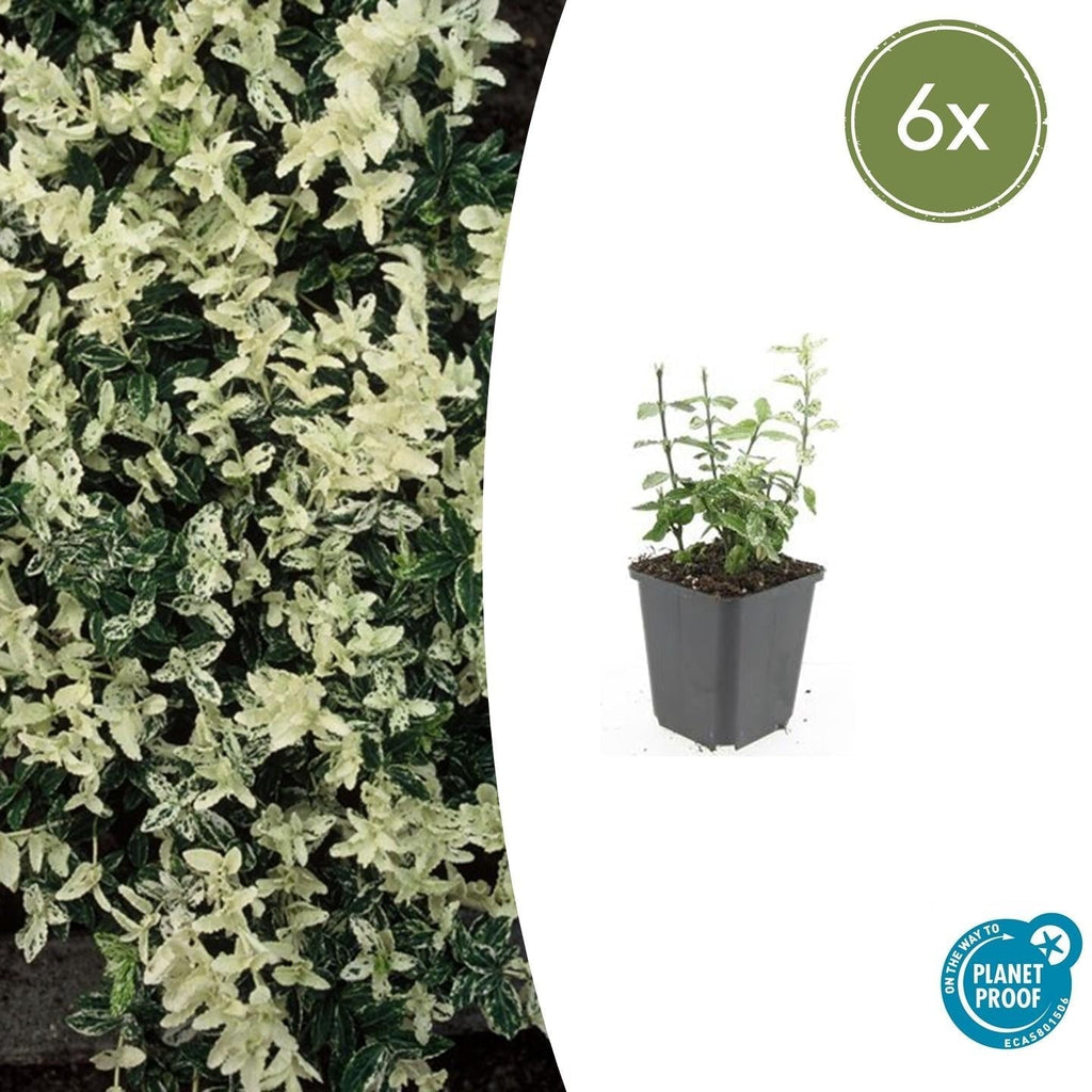 Kriechspindel – Euonymus fortunei 'Harlequin' – ↕10-25cm – Ø9cm – Buntlaub – Sonne & Schatten – Pflegeleicht – Winterhart – Plant