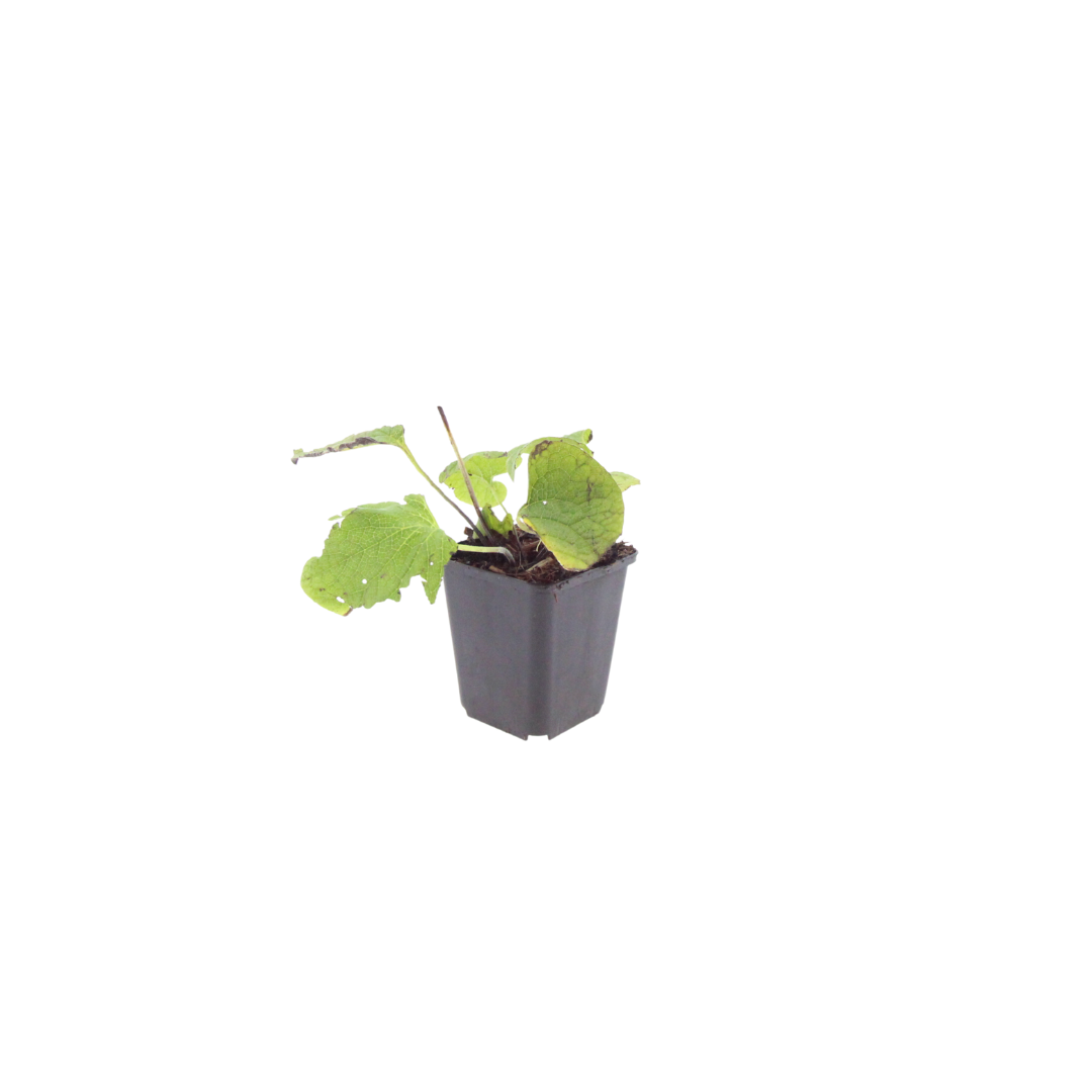 Kaukasisches Vergissmeinnicht Brunnera macrophylla – 10-25cm – Ø9cm – Winterharte Schattenstaude mit blauen Blüten – Bodendecker für Garten & Gehölzrand