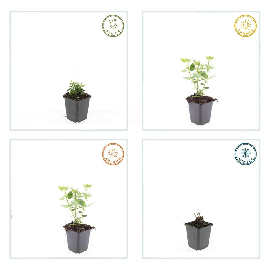 Asiatische Duftnessel – Agastache 'Blue Fortune' – ↕10-25cm – Ø9cm – Lavendelblaue Blüten – Schmetterlings – & bienenfreundlich – Plant