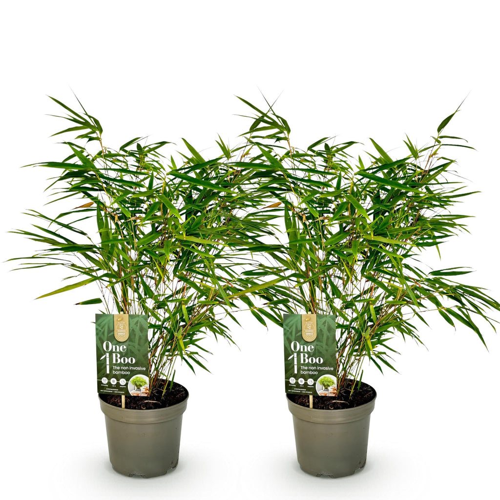 Bambus Fargesia rufa – Immergrün – Nicht ausbreitend – Grüner Bambus für Hecke, Garten & Terrasse – Ø17cm Höhe ca. 60cm – Plant