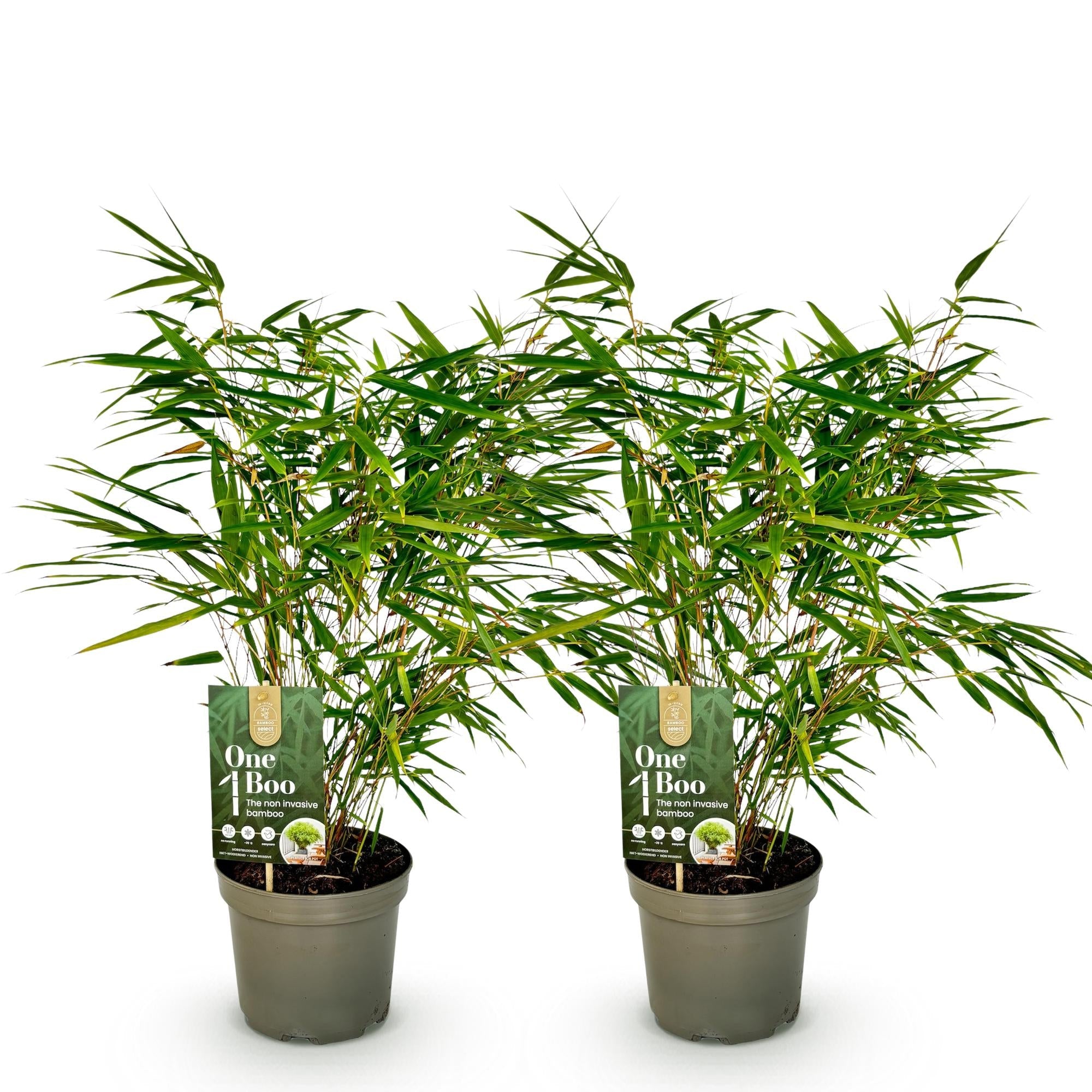 Bambus Fargesia rufa – Immergrün – Nicht ausbreitend – Grüner Bambus für Hecke, Garten & Terrasse – Ø17cm Höhe ca. 60cm – Plant