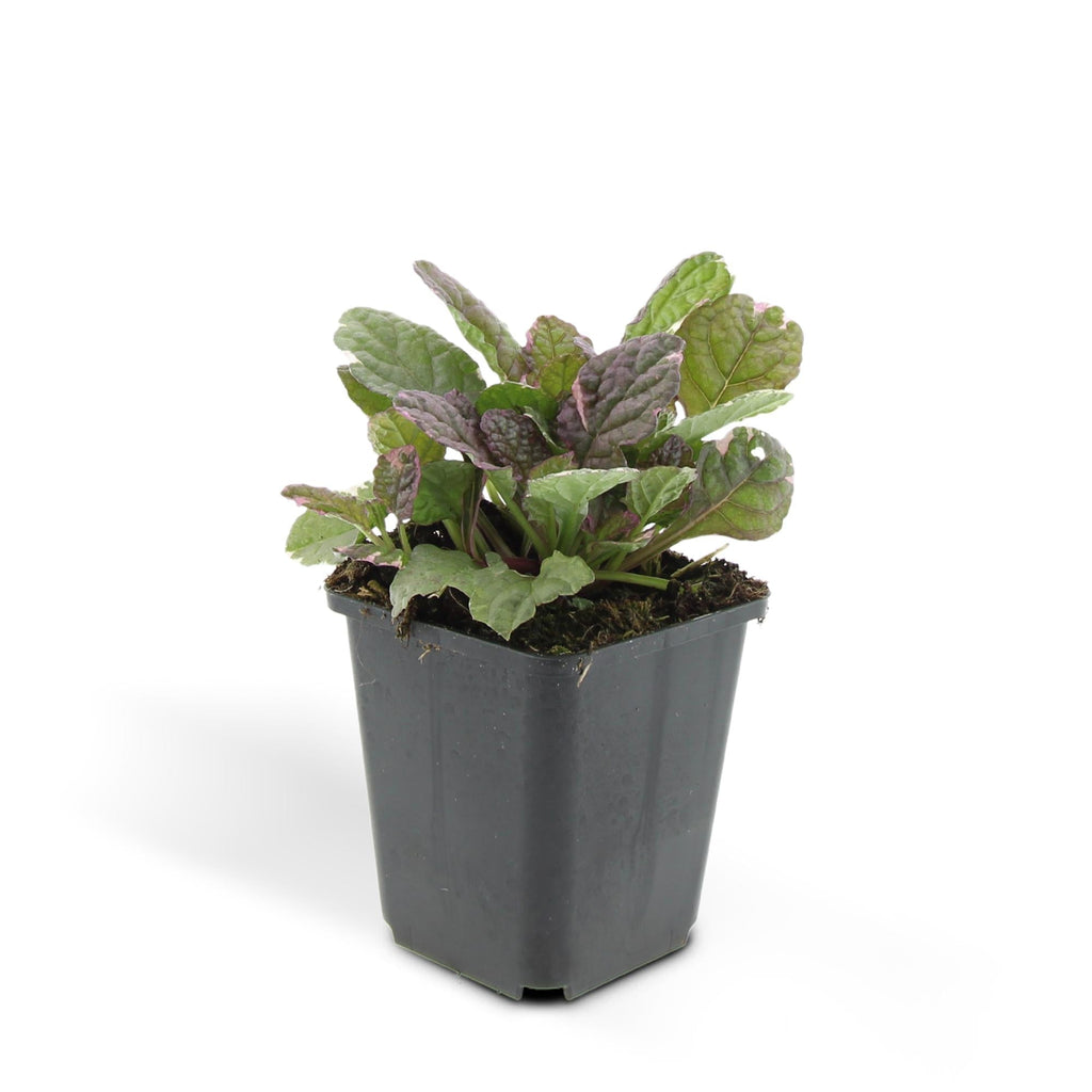 Kriechender Günsel Ajuga reptans 'Burgundy Glow' – ↕10-25cm – Ø9cm – Halbschatten & Schatten – Pflegeleicht – Plant
