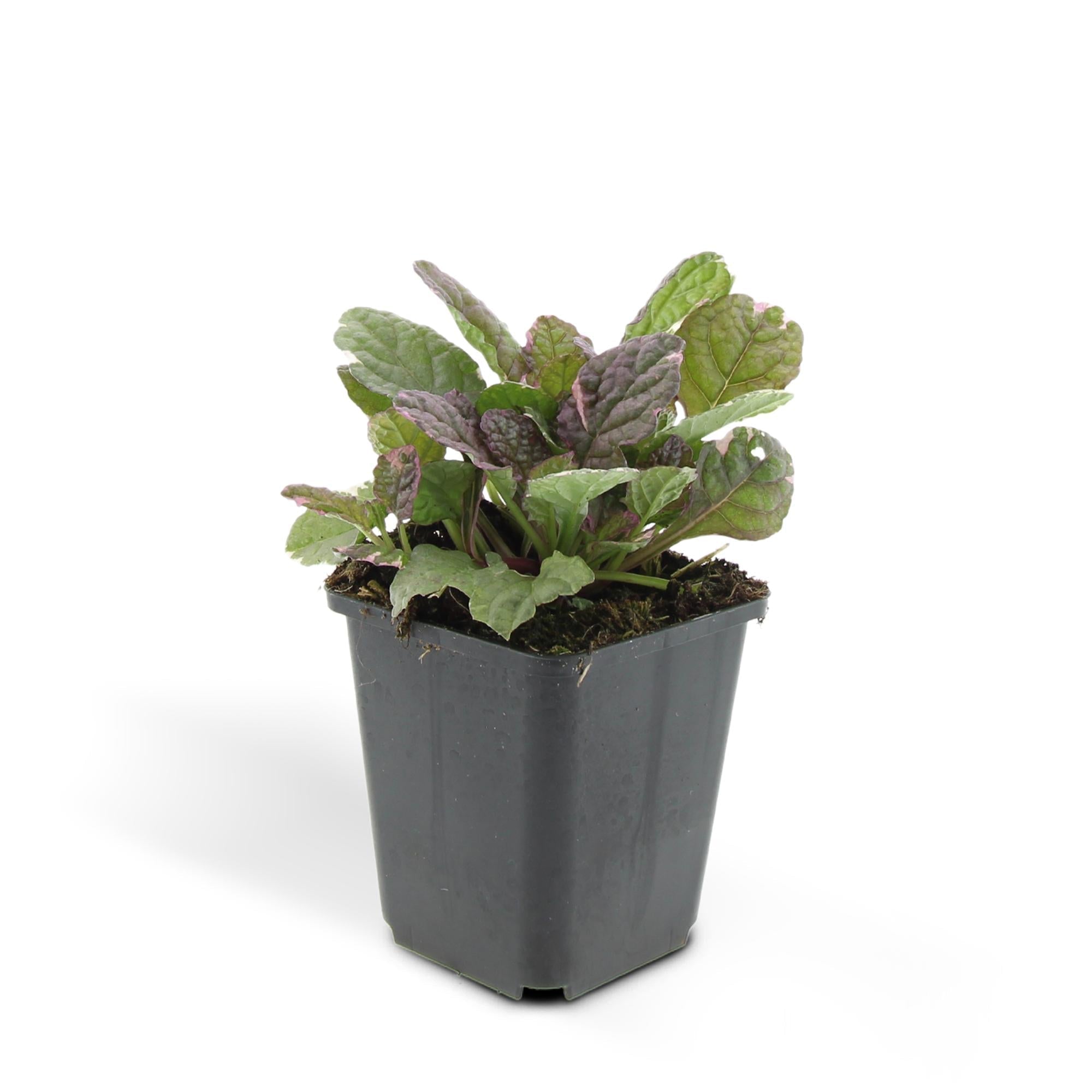 Kriechender Günsel Ajuga reptans 'Burgundy Glow' – ↕10-25cm – Ø9cm – Halbschatten & Schatten – Pflegeleicht – Plant