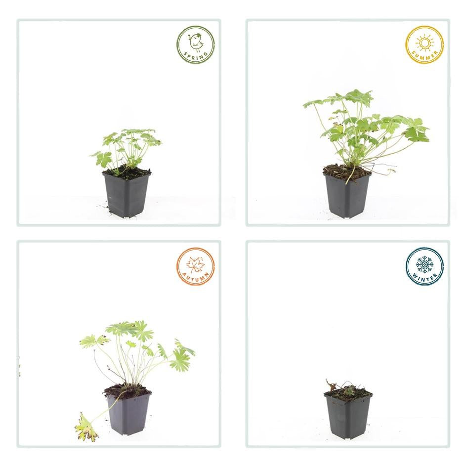 Blut – Storchschnabel Geranium 'Tiny Monster' – ↕10-25cm – Ø9cm – Kompakte, sommerblühende Staude für Beet, Kübel & Bodendecker – Plant