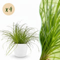 Cyperus Alternifolius Zumula Katzengras Pflanze mit weißem Topf Ø12cm Höhe 20cm Haustierfreundliche Grünpflanze pflegeleicht für Zimmer & Büro